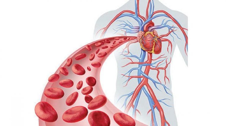 الأوعية الدموية