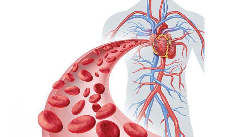 الأوعية الدموية