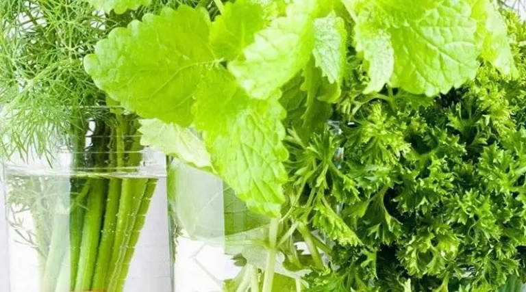 علاج الاورام الحميده بالاعشاب 